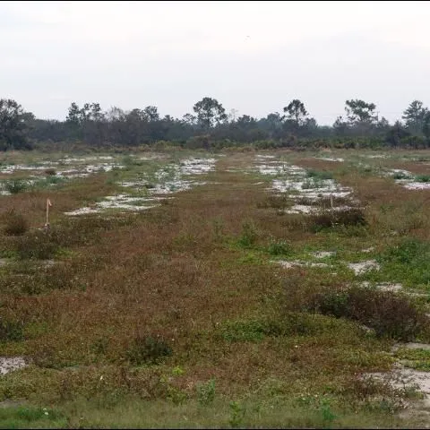 thumbnail for publication: Crop Considerations for Citrus Lands